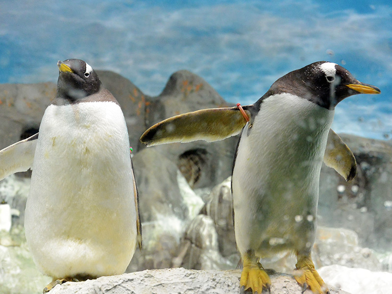penguins in spain